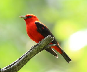 Scarlet Tanager